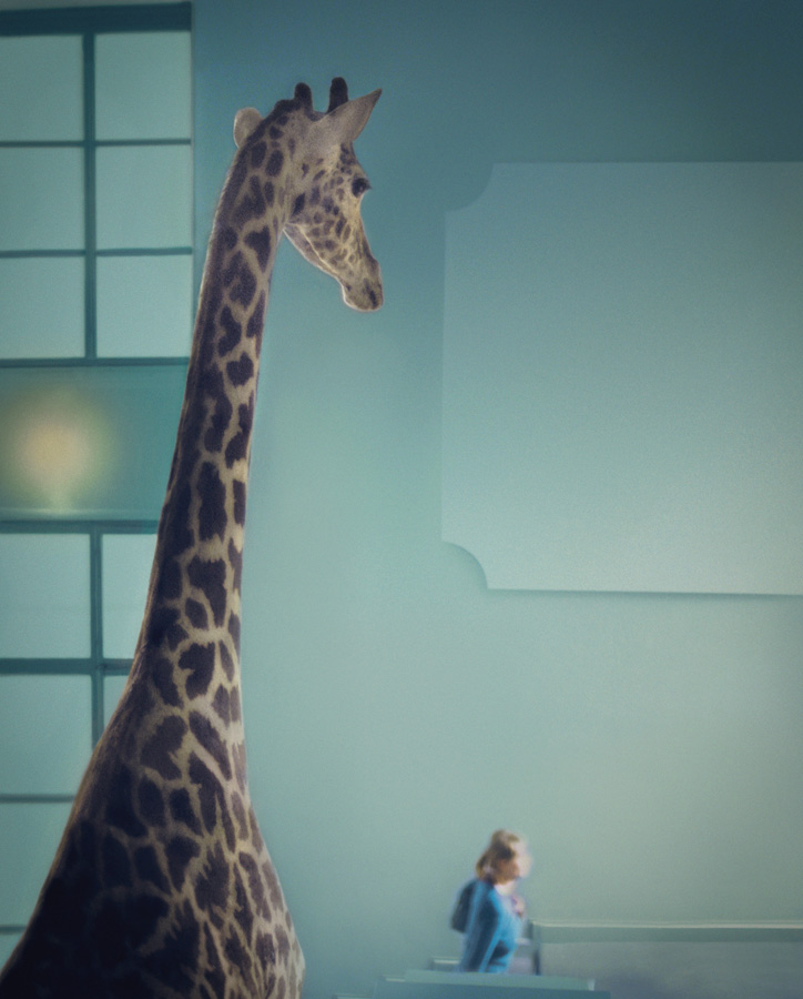 Giraffe Naturhistorisches Museum Basel